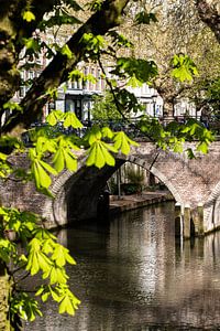 Kastanienbaum im Frühling am Ufer der Oudegracht bei der Weesbrug, mit Fokus auf die Brücke.