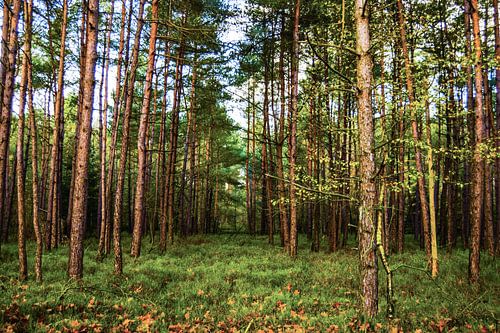 Über die Berge und durch den Wald