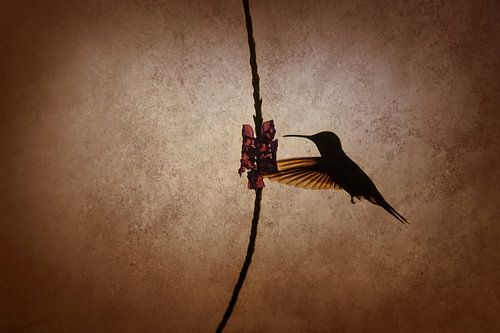 Kolibrie in Schaduwlicht Stil Moment aan Rode Bloem