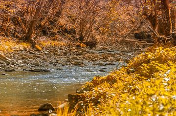 Small river in the forest by Achim Prill