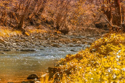 Small river in the forest