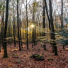 Die untergehende Sonne leuchtet durch die Bäume von Mark van Harlingen