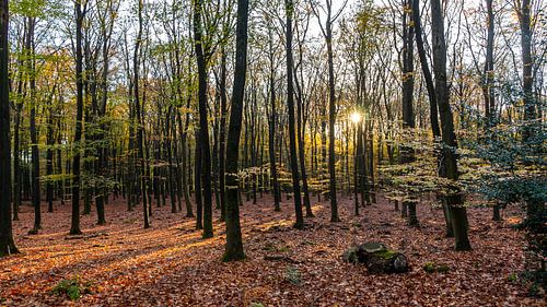 The setting sun shines through the trees