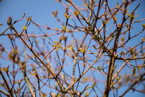 Lente