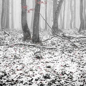 Neige dans le Hurtgenwald sur Rik Verslype