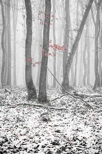 Neige dans le Hurtgenwald