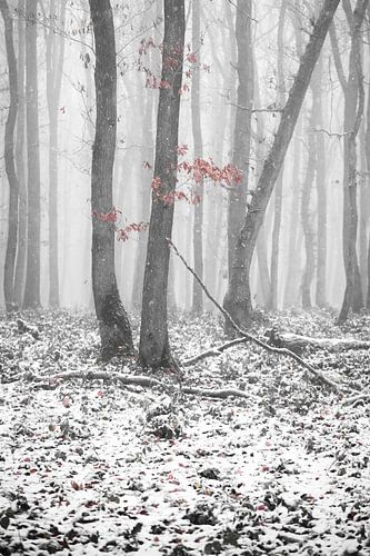 Snow in the Hurtgenforest by Rik Verslype