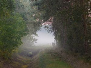 trockener Graben im Nebel