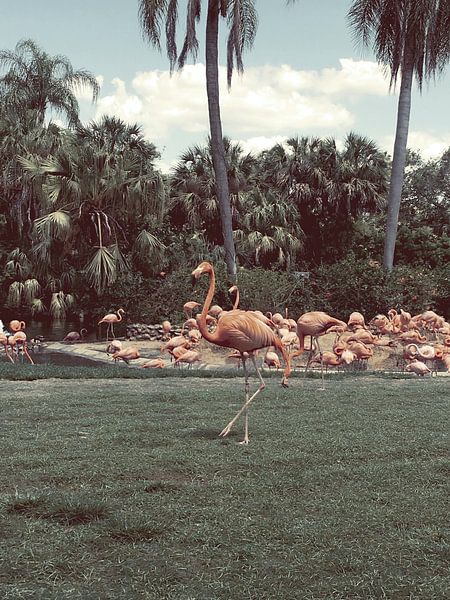 Miami by Hello Pompoyo