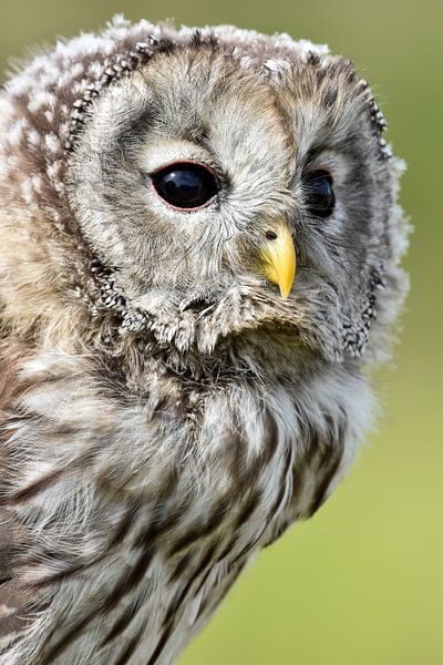 La chouette de l'Oural par iris bosma