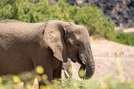 Desert elephant grazing in a dry river in Namibia, Africa by Patrick Groß thumbnail