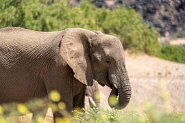 Wüstenelefant grast in einem trockenen Fluss in Namibia, Afrika von Patrick Groß