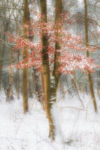 Winterbaum von Arjen Noord