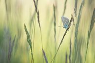 Vlinder in het gras / Single common blue butterfly resting between grass blades van Elles Rijsdijk thumbnail