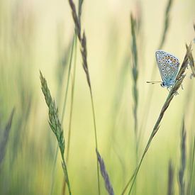 Vlinder in het gras / Single common blue butterfly resting between grass blades