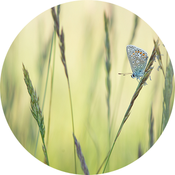 Vlinder in het gras / Single common blue butterfly resting between grass blades van Elles Rijsdijk