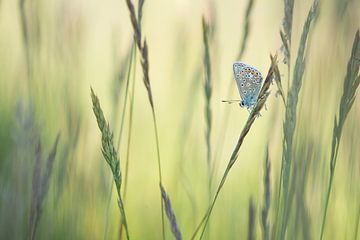 Vlinder in het gras / Single common blue butterfly resting between grass blades