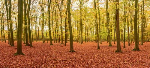 Beukenbos panorama in de herfst