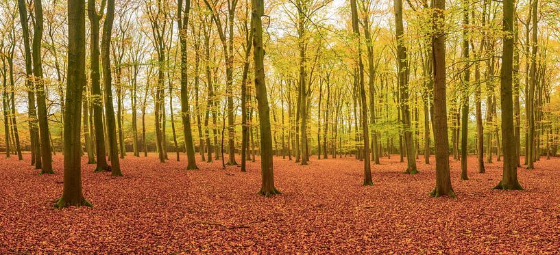 Panorama eines Buchenwaldes an einem frühen Herbsttag von Sjoerd van der Wal Fotografie