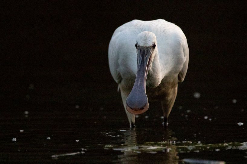 Spoonbill by Jelmer Reyntjes