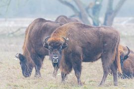 Wisente von Merijn Loch