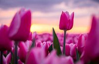 Tulpenmanie van Jeroen Linnenkamp thumbnail
