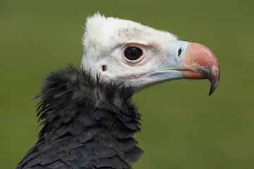 Witkopgier (Trigonoceps occipitalis) van Ronald Pol