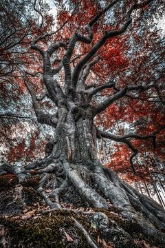 The king of the forest by Niels Barto