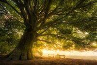 For your imagination - Oak tree with a view