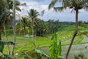 Bali rijstvelden