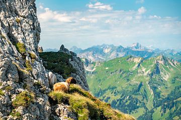 Flock of sheep in the Allgäu Alps by Leo Schindzielorz