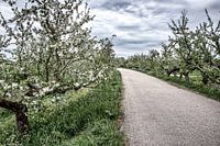 Appeldijk