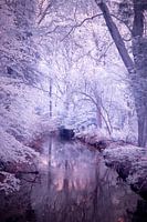 Magic Forrest