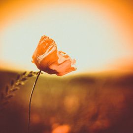 Poppy by Jaco Verheul