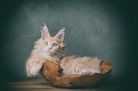 kitten in the bakkie