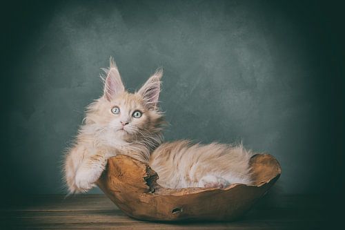 kitten in het bakkie