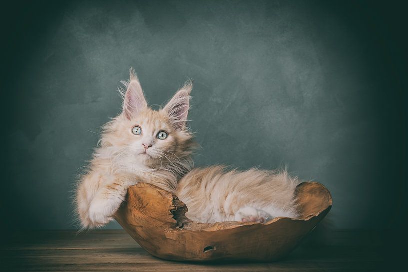 kitten in the bakkie by mirka koot