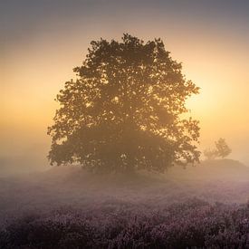Sunrise in the Mist on Echtenerzand - Silent Heath with Lone Tree by KB Design & Photography (Karen Brouwer)