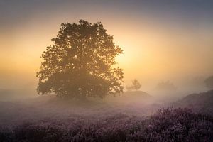 Lever de soleil dans la brume sur Echtenerzand - Lande silencieuse avec arbre solitaire