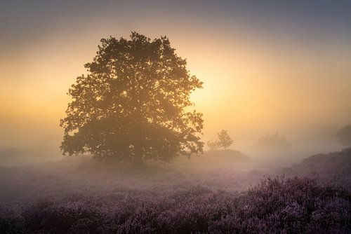 Zonsopkomst in de Mist op het Echtenerzand – Stille Heide met Eenzame Boom