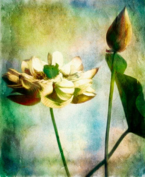 Lotus van Mad Dog Art