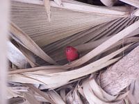 Rood vogeltje