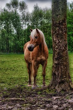 Prachtige Haflinger hengst (gewone versie)