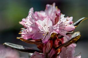 Roze Rododendron bloem van Rob Boon