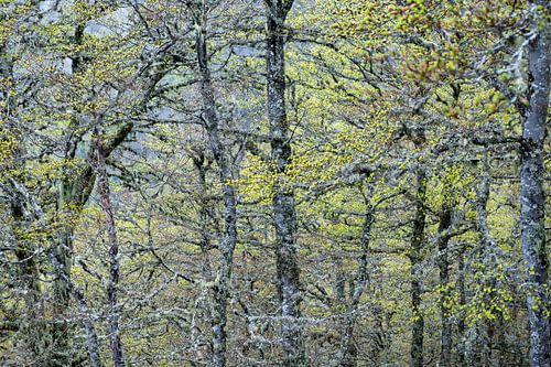 oude lariksen in de bergen in Spanje lopen uit met lichtgroene knoppen