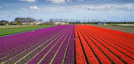 Bollenvelden in bloei by Chris Gottenbos