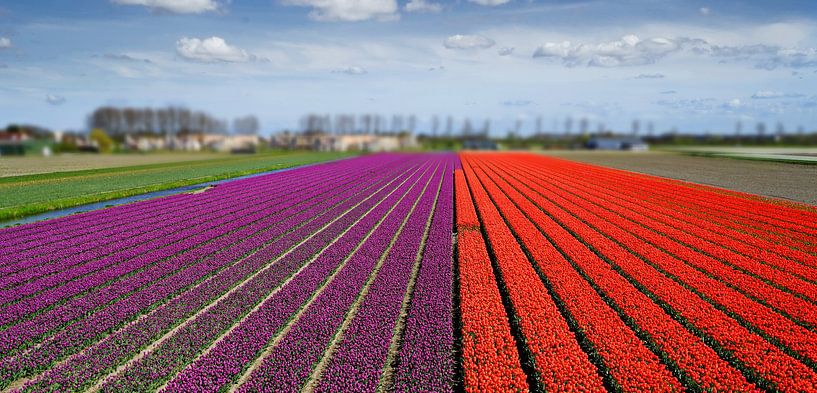 Bollenvelden in bloei van Chris Gottenbos