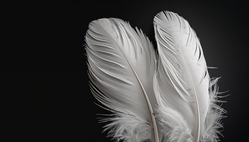 Plumes blanches portrait panorama par TheXclusive Art