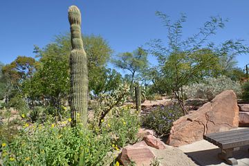 Cactus Garden, Henderson, Nevada, USA