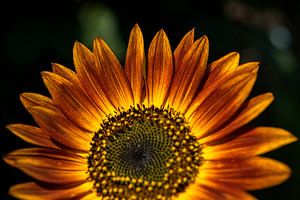 Sonnenuntergang als Sonnenblume